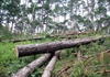 Lại phát hiện vụ chặt hạ rừng thông ở Lâm Đồng