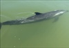 Hội An: Đưa chú cá heo đi lạc vào rừng dừa nước trở về biển