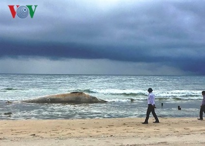 Chôn cất xác cá voi nặng 10 tấn trôi dạt vào bờ biển Quảng Trị