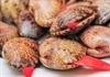 Cà Mau: Thực hư thông tin người dân tử vong do ăn sò lụa đỏ