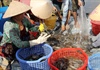 Kiên Giang: Nhộn nhịp thu hoạch tôm càng xanh mùa Tết