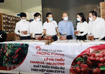 Vải thiều chinh phục thị trường EU, mở rộng thương hiệu nông sản Việt