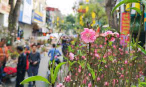 Hà Nội: Tổ chức 78 điểm chợ hoa xuân phục vụ Tết Nguyên đán Nhâm Dần 2022