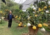 Lão nông "phù thủy" ở Hà Nội với biệt tài ghép năm loại quả trên một cây
