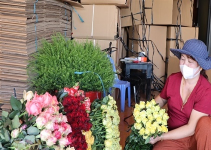 Lâm Đồng: Giá hoa hồng tăng cao trước lễ 8.3