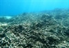 Khánh Hòa tạm dừng hoạt động lặn biển để cứu rạn san hô
