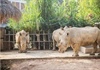 Điều tra nguyên nhân 6 con tê giác chết bất thường tại Nghệ An