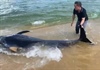 Quảng Ngãi: Nhóm du khách giải cứu cá ông ở bãi biển Châu Me