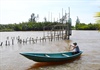 Mưu sinh với đặt nò bẫy cá trên sông Trà Bồng