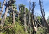 Gia Lai: Mở rộng đường, hàng trăm cây xanh di dời bị chết do “áp lực tiến độ”