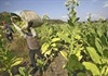 WHO khuyến cáo chuyển đổi trồng cây khác thay thuốc lá
