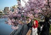 Nhật Bản sẽ đón mùa hoa anh đào nở sớm hơn bình thường